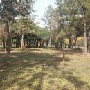 Repoblación de olmeda en campo de golf